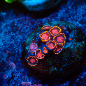 TC Zoanthus KH Sunburst