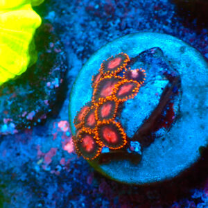 TC Zoanthus KH Sunburst