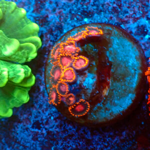 TC Zoanthus KH Sunburst