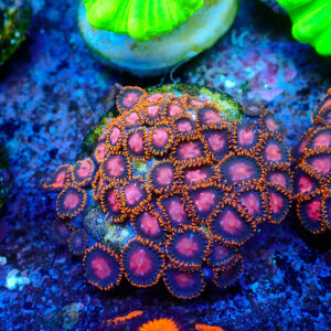 TC Zoanthus KH Sunburst colonia