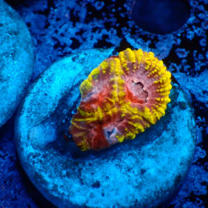 TC Favia Martian Chronicles