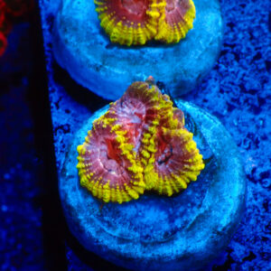 TC Favia Martian Chronicles