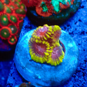 TC Favia Martian Chronicles