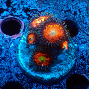 TC Zoanthus Everlasting Gobstoppers