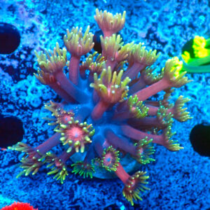 TC Goniopora Blackberry