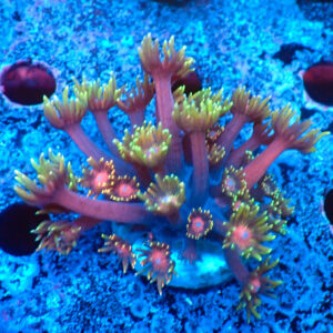 TC Goniopora Blackberry