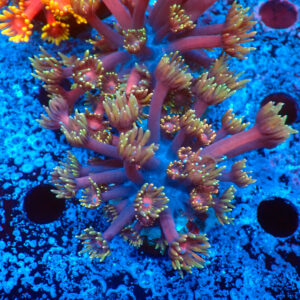 TC Goniopora Blackberry