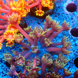 TC Goniopora Blackberry