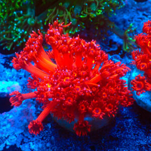 TC Goniopora Ultra Red Frag XL