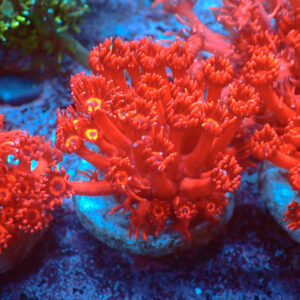 TC Goniopora Ultra Red Frag XL