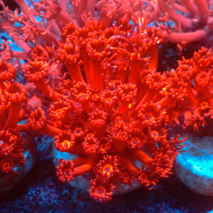 TC Goniopora Ultra Red Frag XL