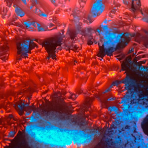 TC Goniopora Ultra Red Frag XL