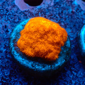 TC Psammacora Toxic Orange