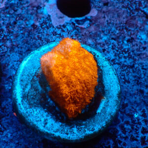 TC Psammacora Toxic Orange