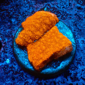 TC Psammacora Toxic Orange