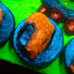 TC Psammacora Toxic Orange