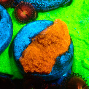 TC Psammacora Toxic Orange