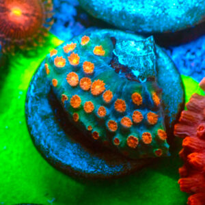 TC Cyphastrea Meteor Shower