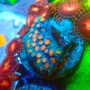 TC Cyphastrea Meteor Shower