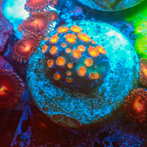 TC Cyphastrea Meteor Shower