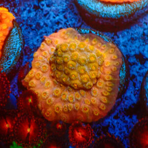 TC Cyphastrea Golden Eye frag XL