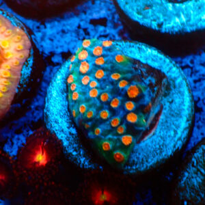 TC Cyphastrea Meteor Shower