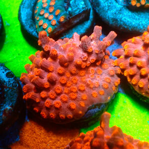 TC Cyphastrea Decaida Red Brick frag XL