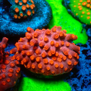TC Cyphastrea decaida Red Brick frag XL