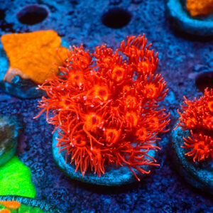 TC Goniopora Metallic Red