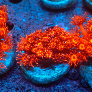 TC Goniopora Metallic Red