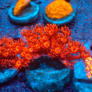 TC Goniopora Metallic Red