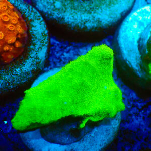 TC Psammacora Green Forest