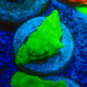 TC Psammacora Green Forest