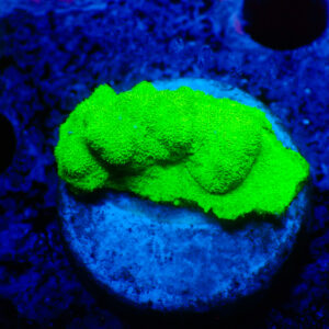 TC Psammacora Green Forest