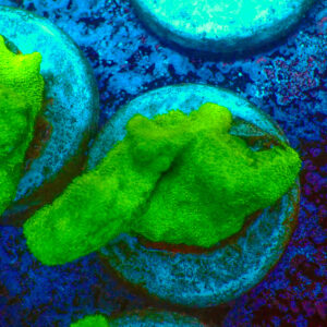 TC Psammacora Green Forest