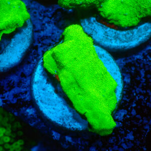 TC Psammacora Green Forest