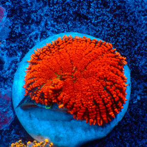 TC Rhodactis Forest Fire