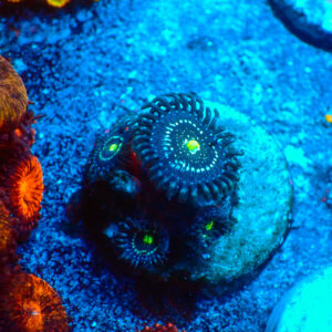 TC Zoanthus Blue Lagoon