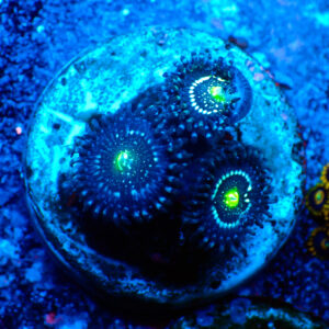 TC Zoanthus Blue Lagoon