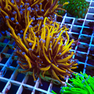 TC Euphyllia glabrecens 24K