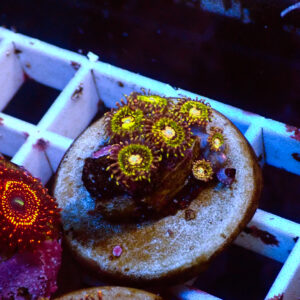 TC Zoanthus Buttkisser