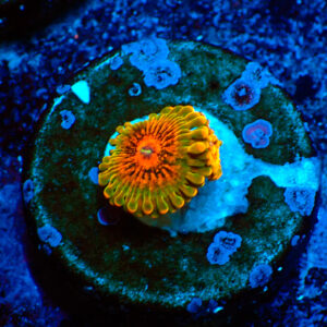 TC Zoanthus Grand Master Krakatoa