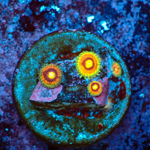 TC Zoanthus Rainbow Incinerator