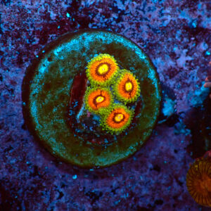 TC Zoanthus Rainbow Incinerator