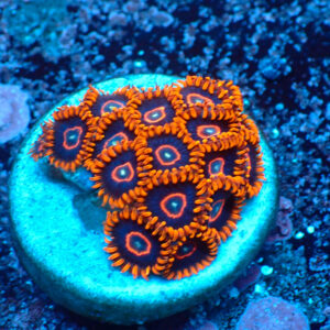 TC Zoanthus Red Hornets