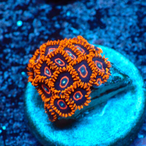TC Zoanthus Red Hornets