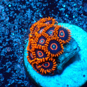 TC Zoanthus Red Hornets