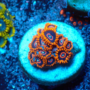 TC Zoanthus Red Hornets