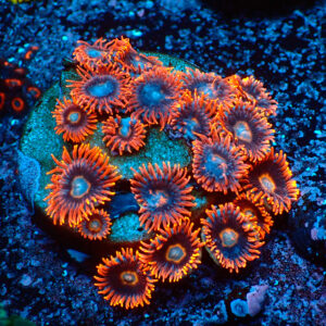 TC Zoanthus Tequila Sunrise Colonia