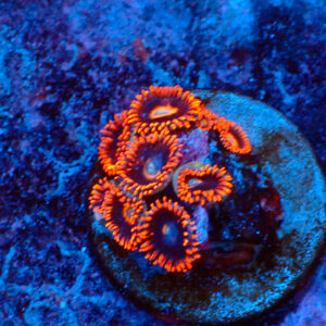 TC Zoanthus Tequila Sunrise